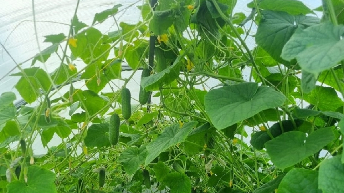 Урожай без хлопот. Выращиваю огурцы в урне для бумаг, а урожай собираю в апреле — копеечный метод работает на 100%