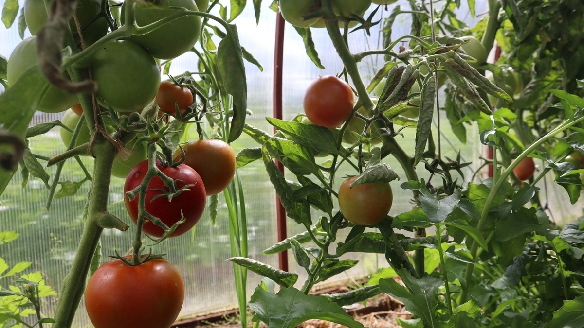 По 2 л в лунку — и томаты не перемерзнут в холодной земле, работает даже в заморозки 