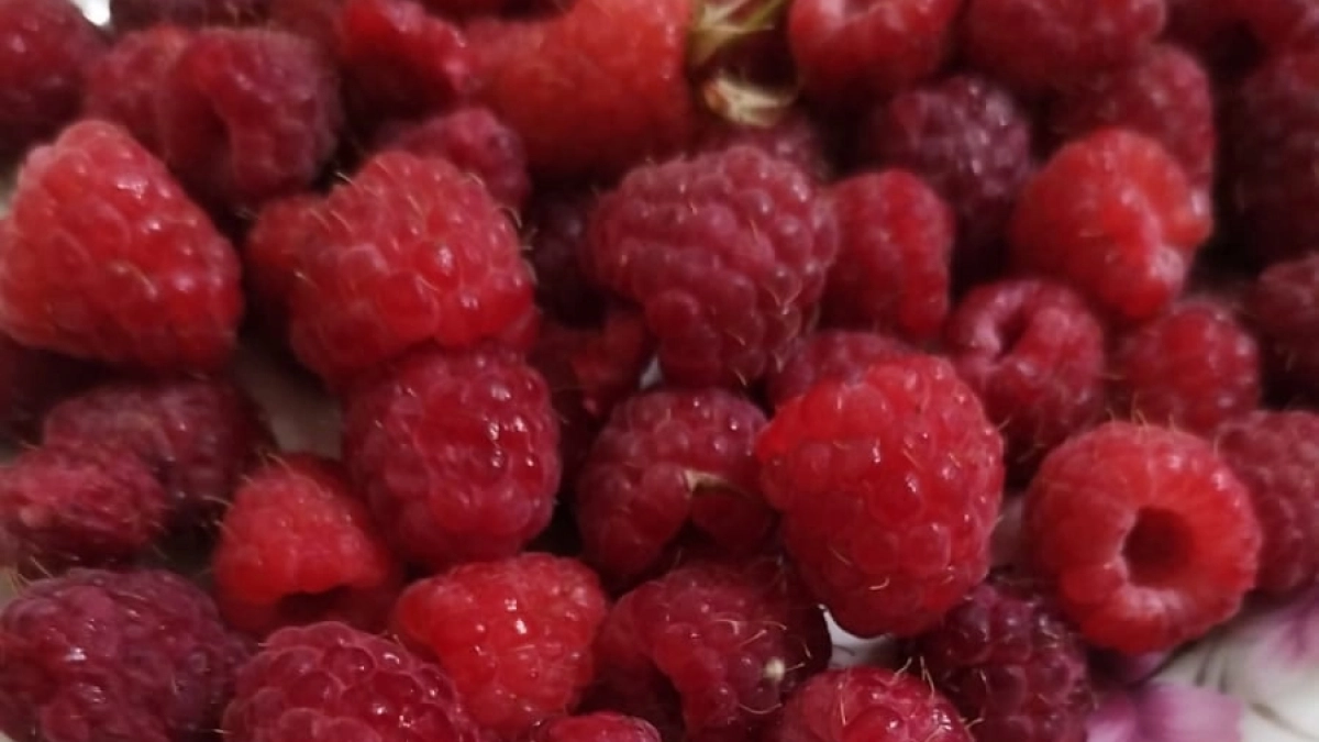 Черви в малине отменяются: 100 г в воду — и забудете о долгоносике на весь год. Обработка без химии всего за 10 минут