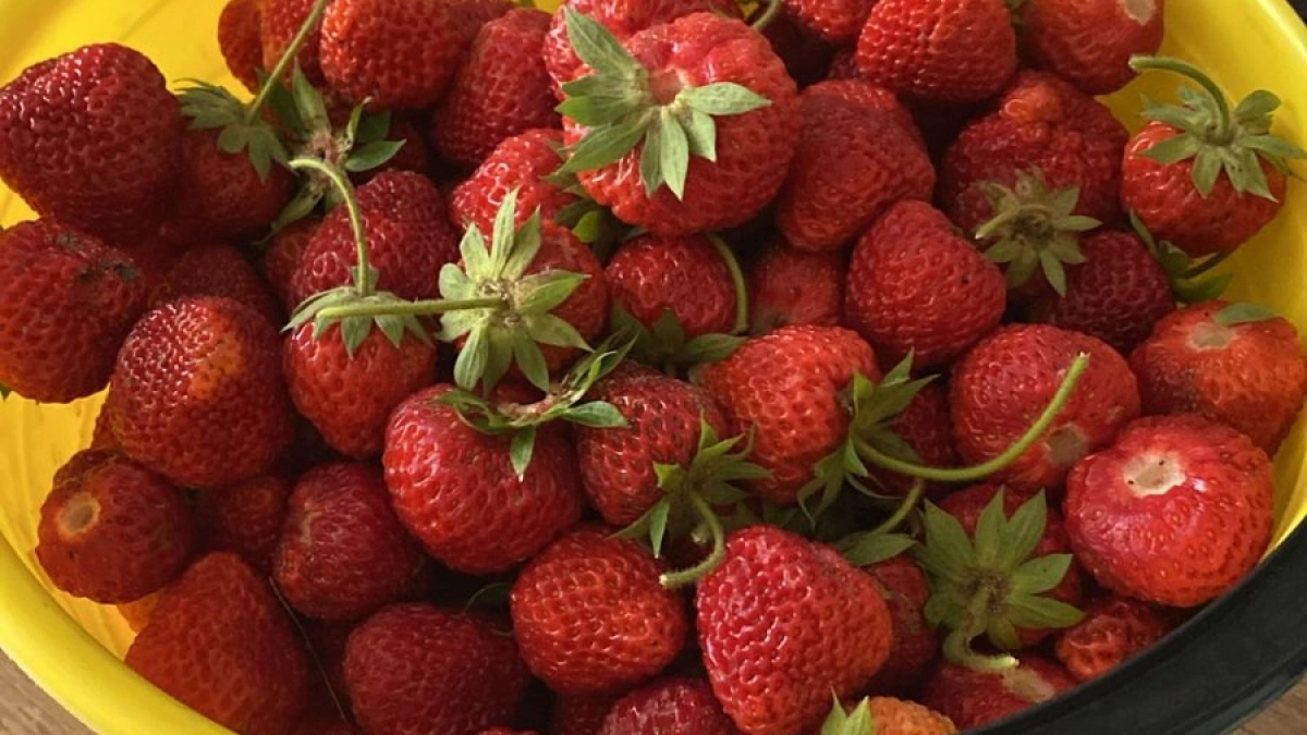 1 стакан на ведро воды — и поливаю клубнику после цветения: ягоды крупные, сладкие, даже в дождь теперь не гниют