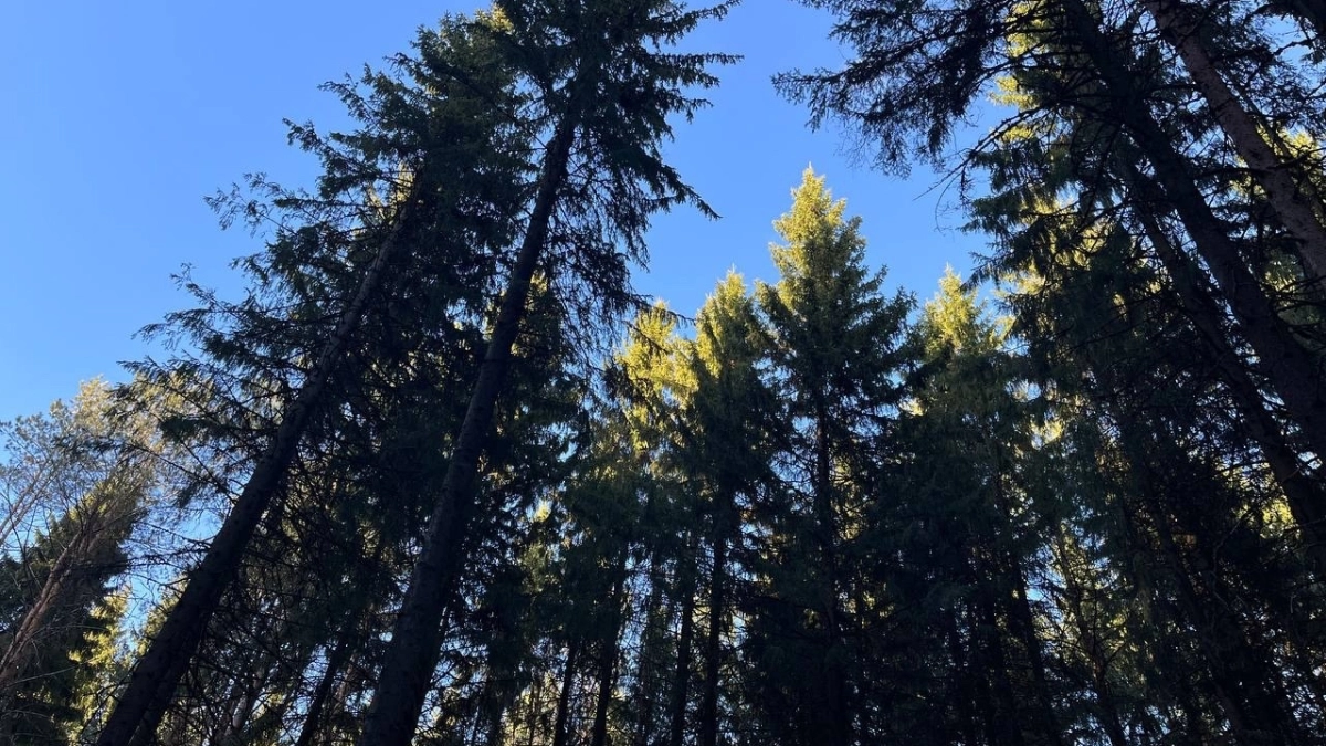 Кузбасс встретит 20 апреля прохладой и местами мокрым снегом 