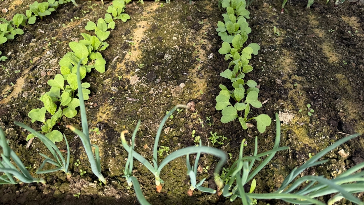 Мой список из основных 7 культур для апрельской посадки. Работает всегда