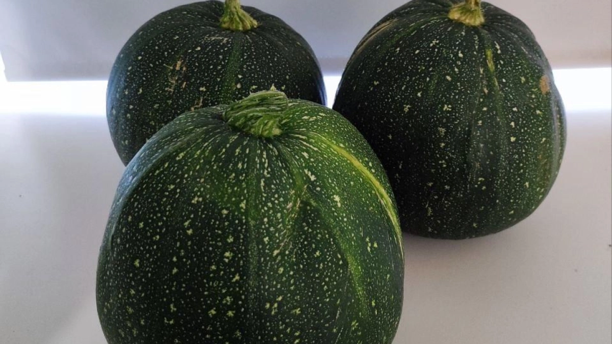 4 подкормки за сезон: урожай кабачков бьет все рекорды - раздаю все соседям, а они не кончаются