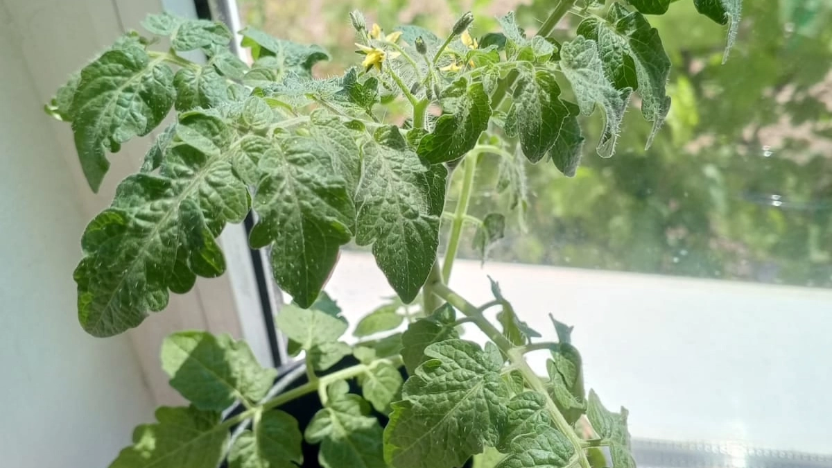 4-5 часов и рассада томатов будет здоровая: природная бражка для крепости молодых помидорчиков