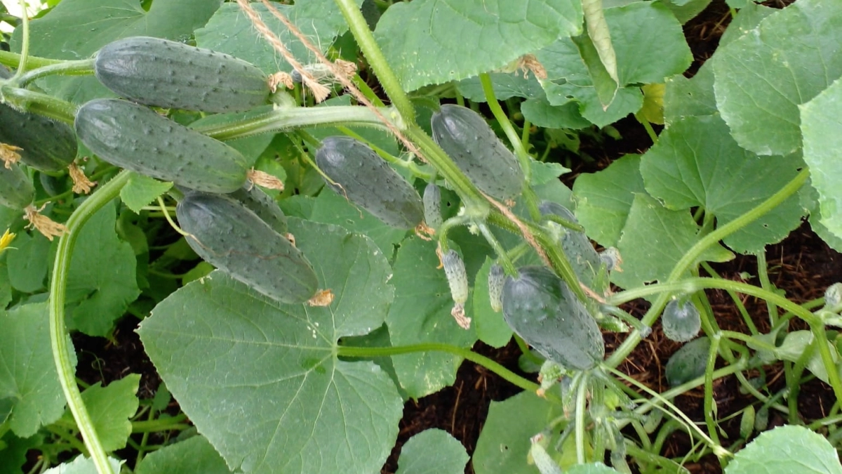 Огурцы вырастут как на дрожжах и обгонят соседские: секрет грядки, о котором не говорят опытные дачники