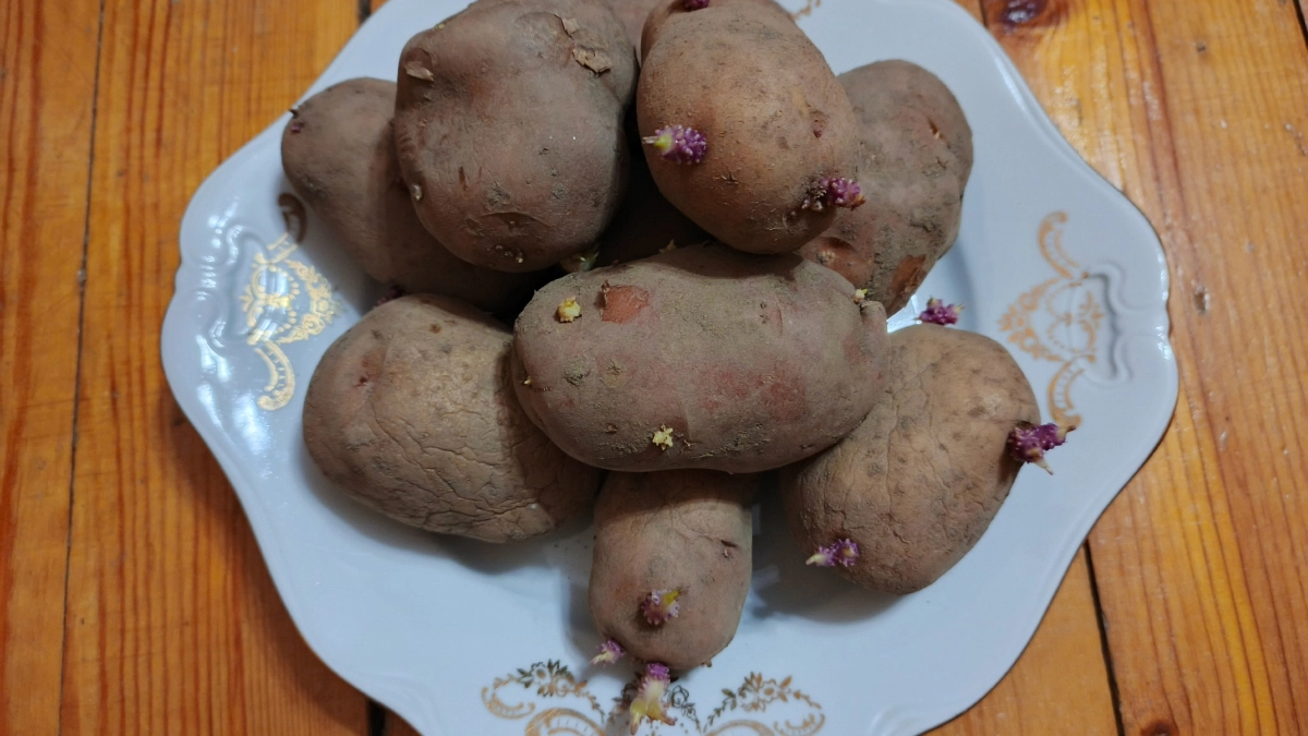 2 горсти на картошку — световые ростки "вылупились" за 3 дня: как приготовить клубни к посадке