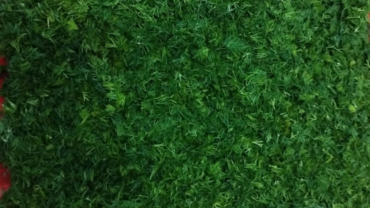 Ранняя зелень, не боящаяся заморозков. Многие и не знают, что ее можно получить через 2 недели после посадки