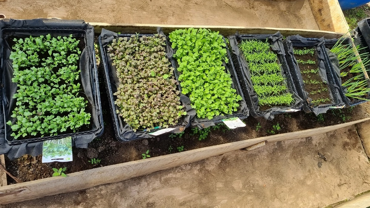 Азот “в разных лицах”: какие удобрения выбрать и не перекормить грядки - запомните раз и навсегда