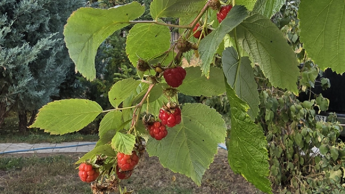 2 л в лунку под корень малине - и вместо хилых кустов прут дремучие джунгли, а ягоды слаще меда
