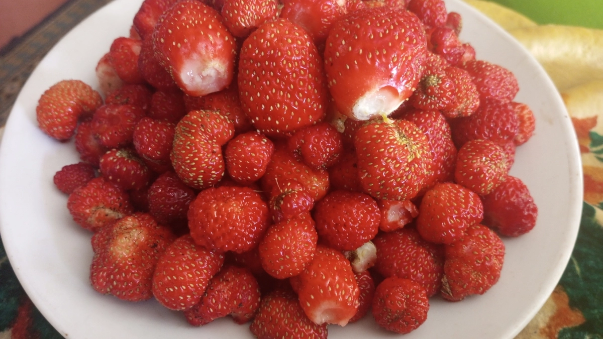 Дачники, всего 3 подкормки для ремонтантной клубники: и она валит ягодами - количество и сроки