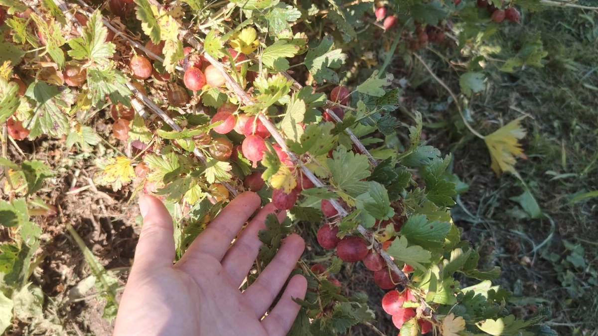 Смородина и крыжовник как сахарный мед: 3 простые подкормки в нужное время — урожай без лишней суеты