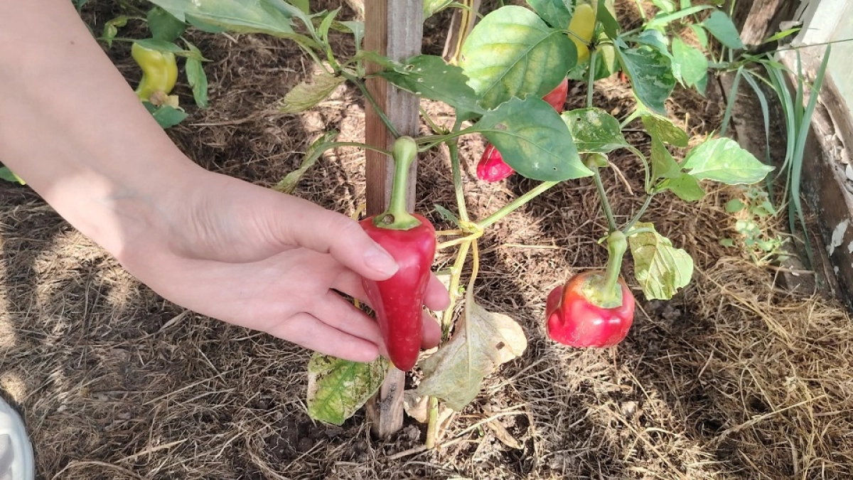 Весна 2026: желтеют и опадают листья у рассады перца — шаги, чтобы оперативно спасти урожай