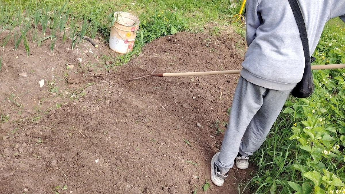 Хватит окучивать картошку: всего ошибка, которая крадёт ваш урожай