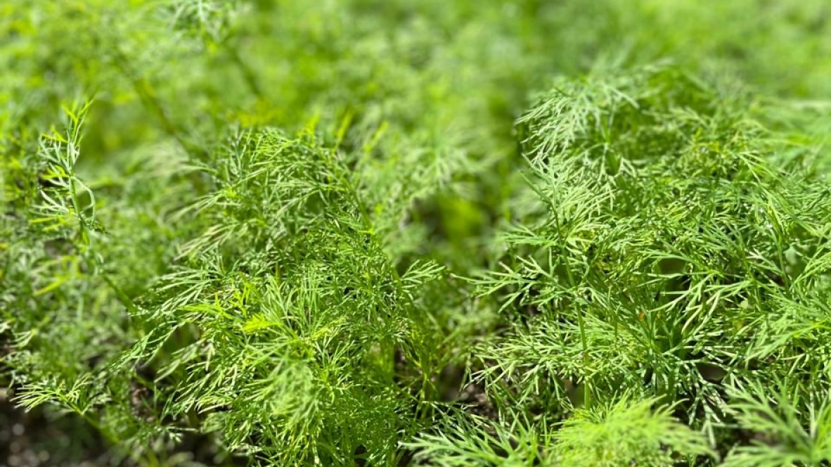 Столовую ложку на 100 мл воды — замачиваю в этом растворе семена укропа: всходы уже на третий день