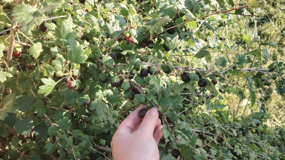 Смородина будет крупнее черешни: просто льём под куст эту болтушку в апреле — урожай собираем тазами, а не кружками