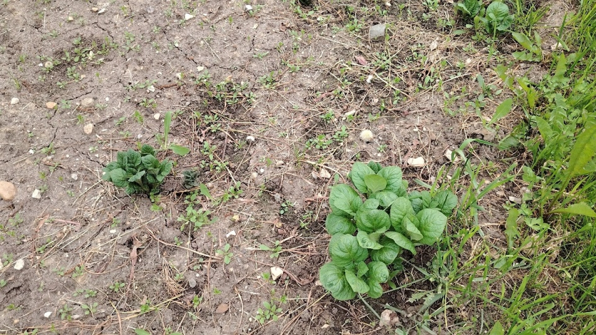 Как определить кислотность почвы и влияет ли она на урожай: советы опытного агронома