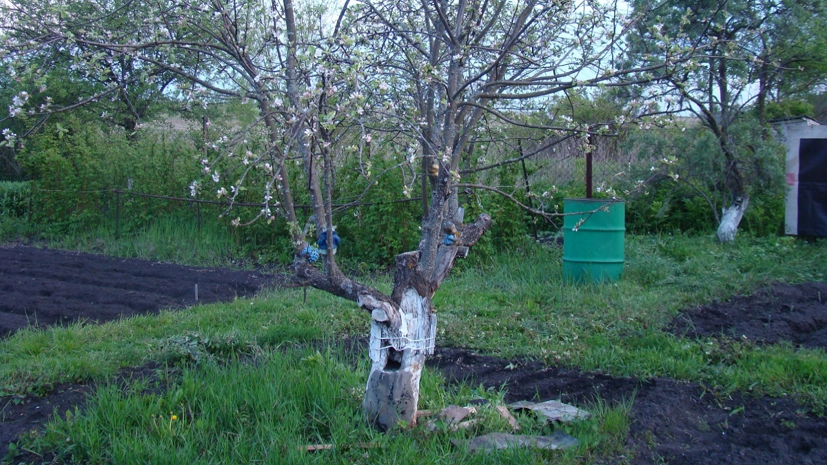 Апрельские холода 2026 – спасаем яблони, вишни и абрикосы по науке: что важно знать