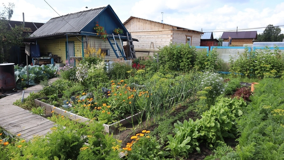 Садовод назвал культуры, которые можно выращивать без рассады - сразу в грунт