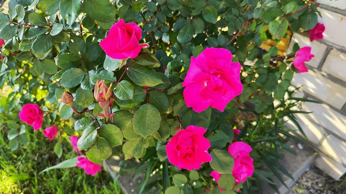 Ошибки при весенней посадке роз — как сохранить кусты здоровыми и эффектными