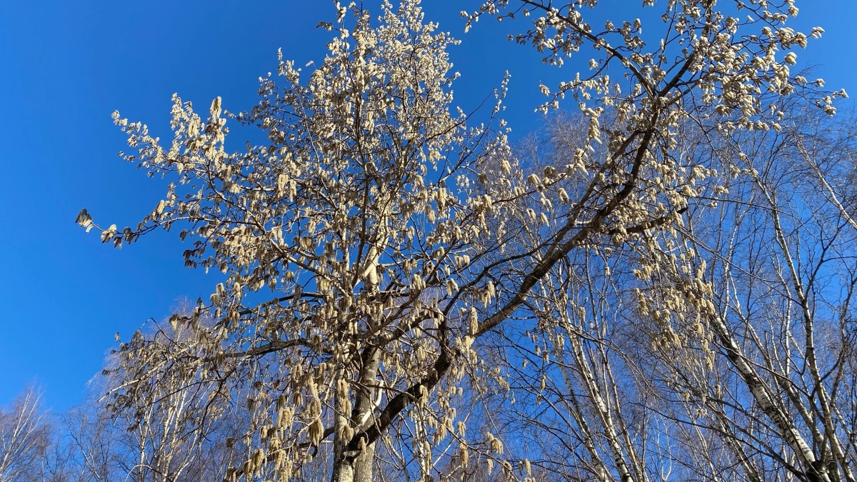 В Кузбассе 25 апреля потеплеет до +26 градусов