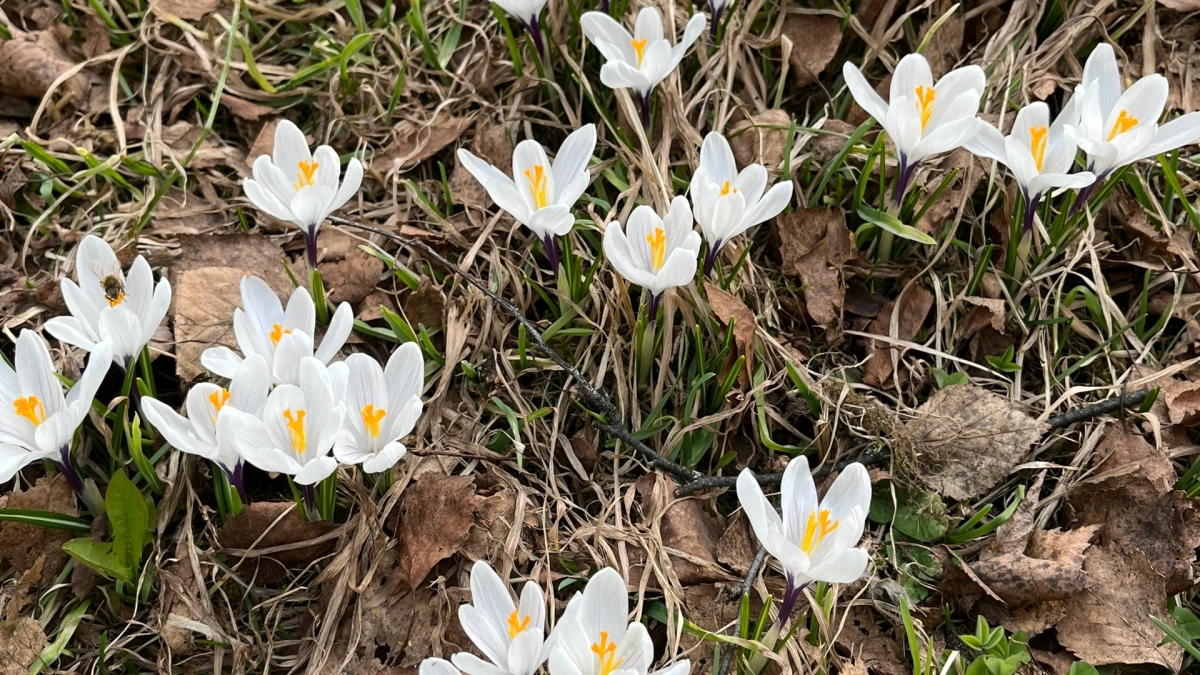 26 апреля Кузбасс ждет приятный день: до +26 и без осадков