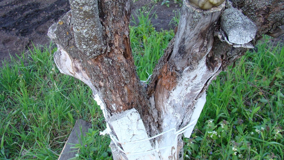 Муравьи на деревьях: как остановить главных союзников тли быстро и без химии