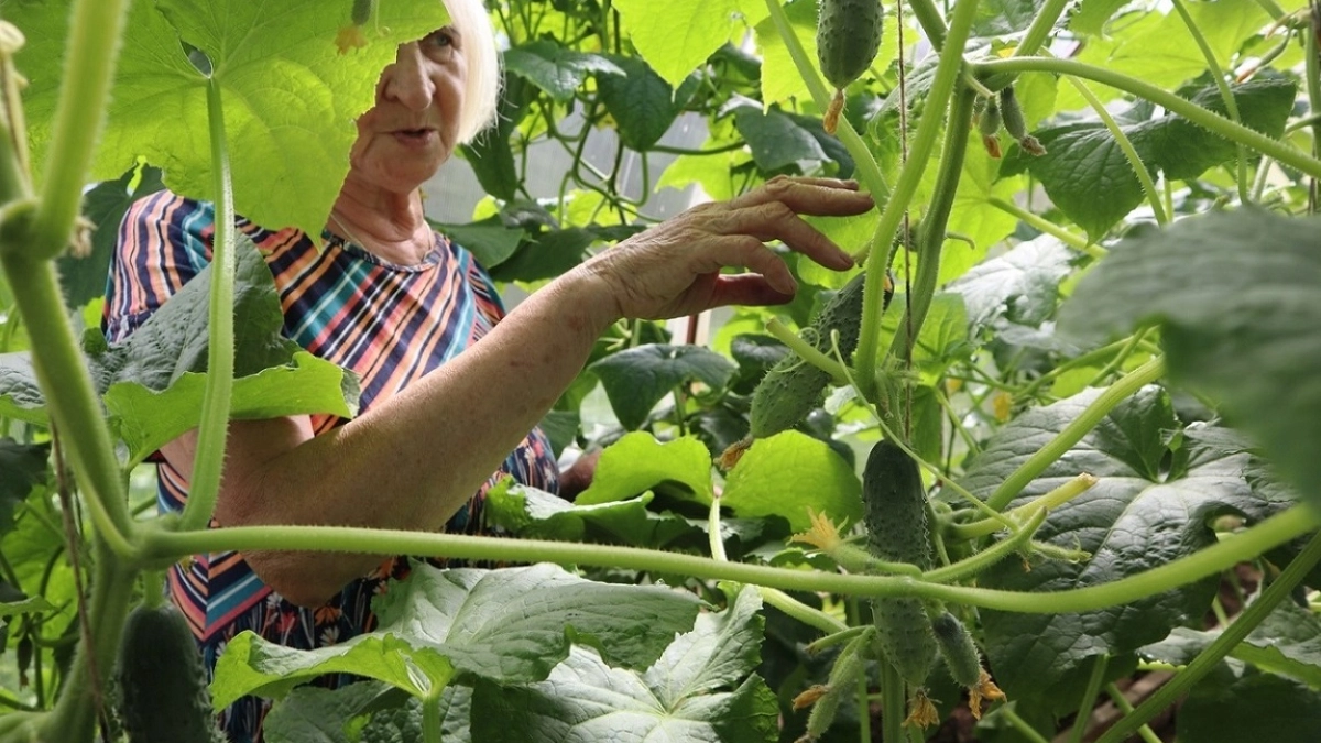 Сажаю всего 6 огурцов — хватает на семью и всем соседям: делюсь старым проверенным способом