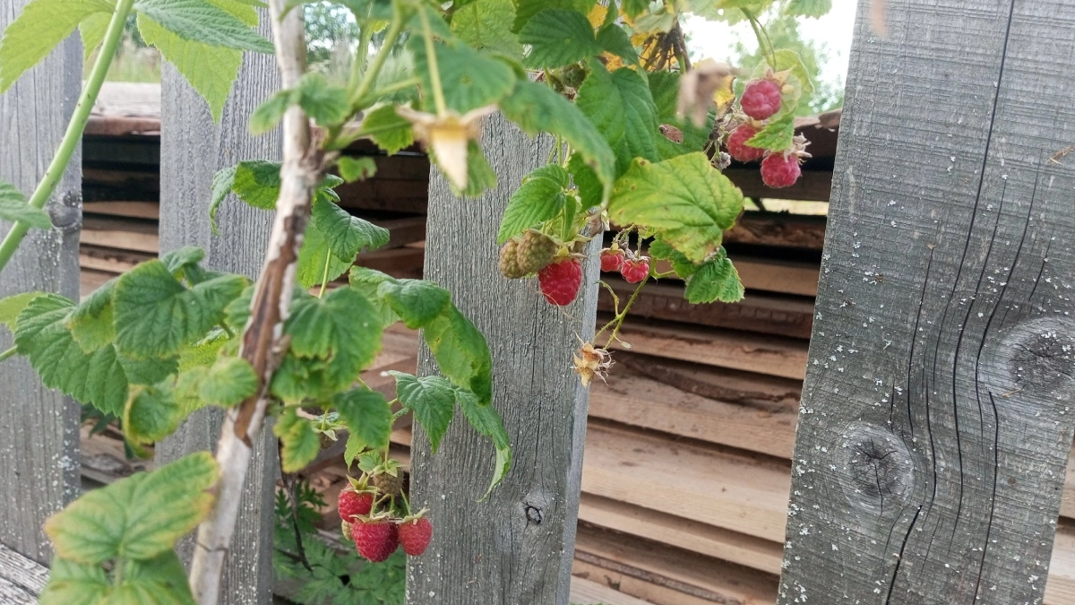 Малина вымахает как виноград: отправляем под куст весной — урожай удваивается