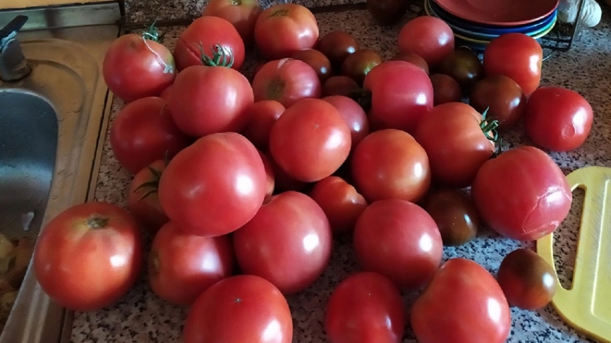 Сплошное помидорное мясо, на вкус чистый мед и ни грамма кислинки - 4 сорта томатов, которые стали любимцами грядок
