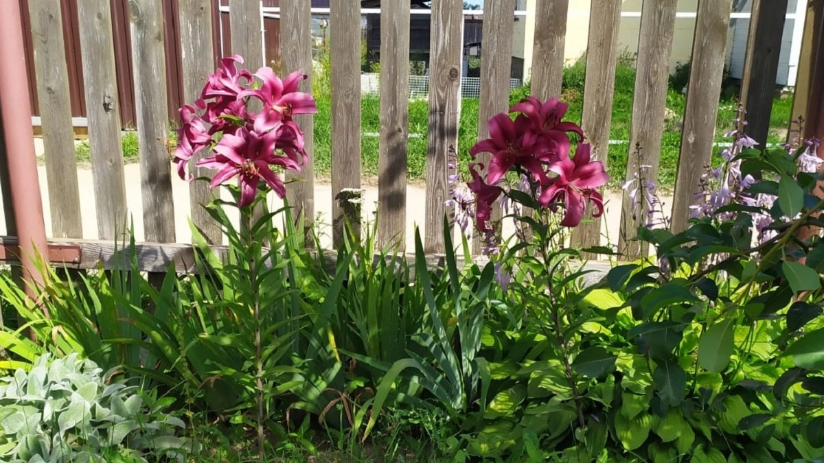 Петуния, астры и кое-что еще: топ универсальных цветов, которые украсят любой дачный цветник