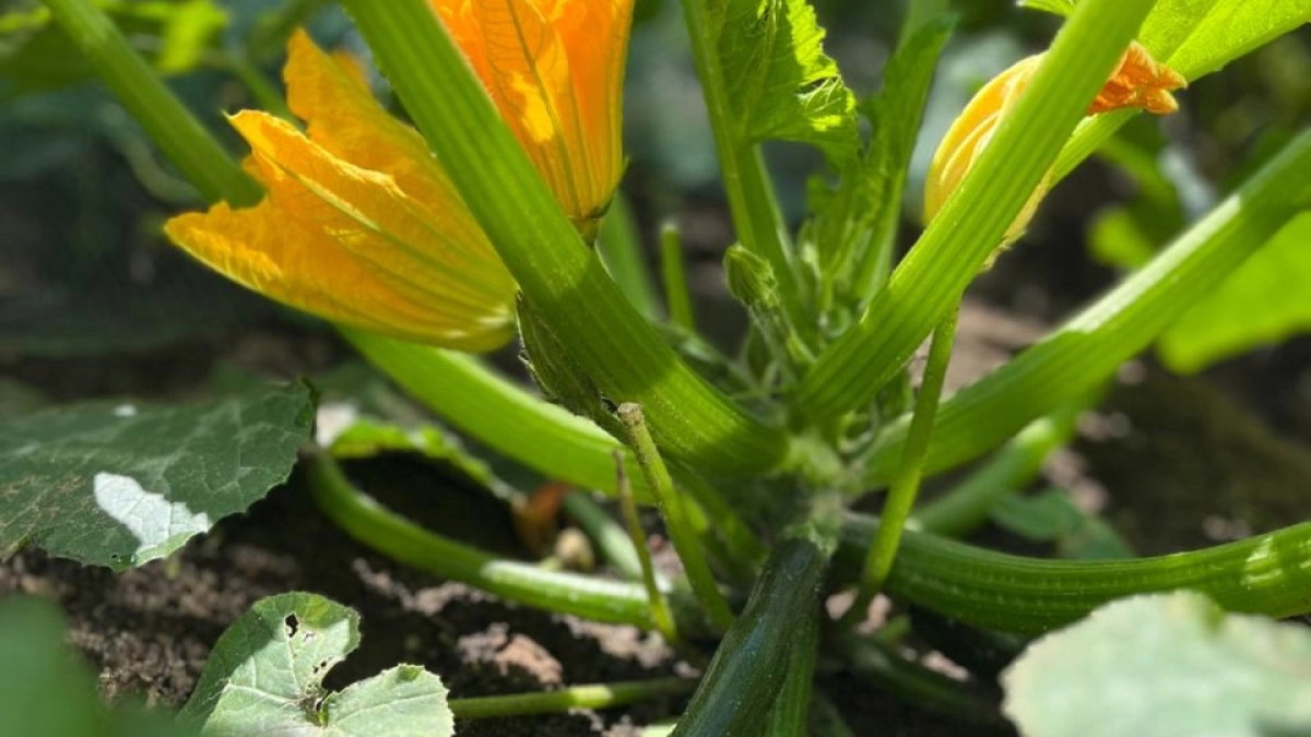 Сыплю 2 г на ведро: плоды кабачков теперь больше не гниют, завязей - как песка на пляже