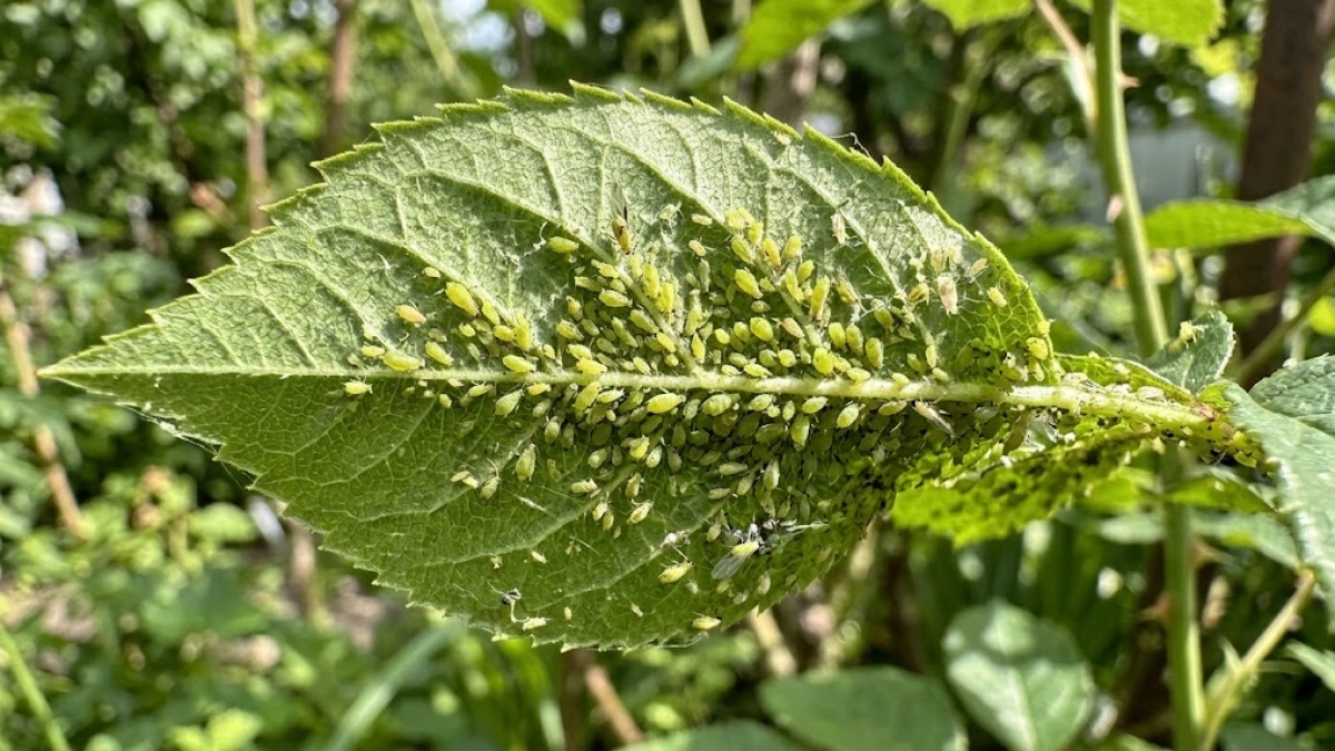 Теперь сражаюсь с тлей только китайским способом: ни химии, ни надоевших мыльных растворов