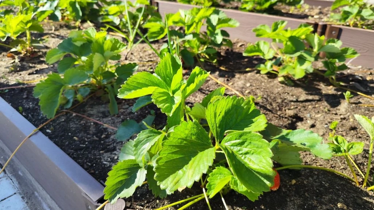 Эликсир для клубники, который обязательно использую в мае: лакомлюсь сочными, сахарными ягодами до осени