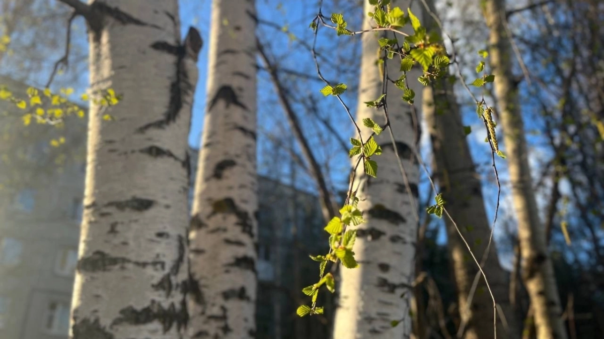 В Кузбассе 28 апреля синоптики прогнозируют потепление до +28 градусов