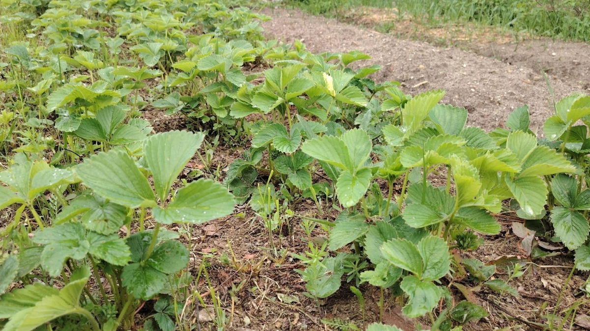 Клубника в апреле: 4 главных шага к крупной ягоде в июне — уборка, полив, подкормка по порядку