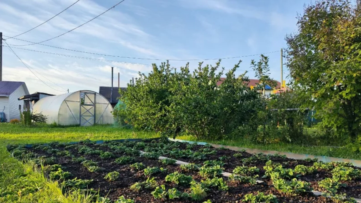 Что посадить на даче в майские 2026, чтобы собрать урожай раньше соседей: 5 культур-чемпионов