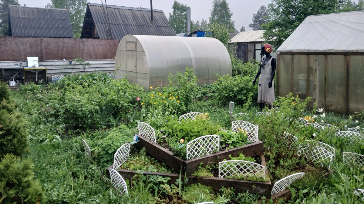 "Густой и сочный укроп из любого сорта": всего 1 секрет мощного роста и несколько хитростей которые необходимо соблюдать в уходе