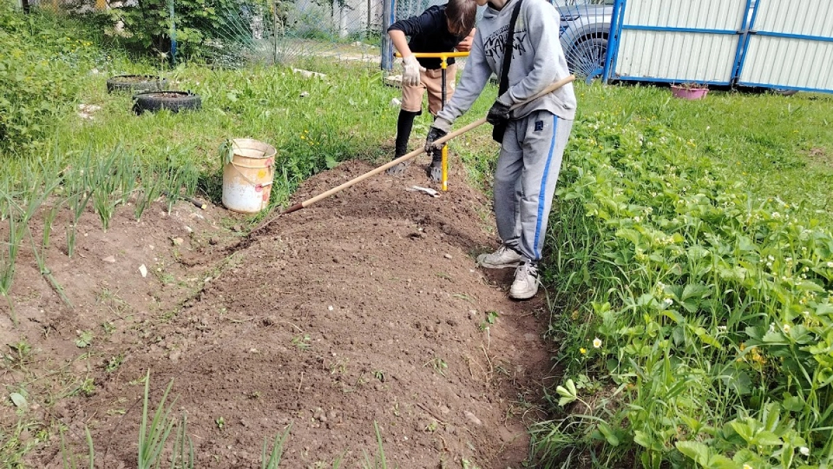 Стакан муки вместо 15 килограмм навоза: раскидываю по грядкам, землю не узнать - рыхлая и пуховая