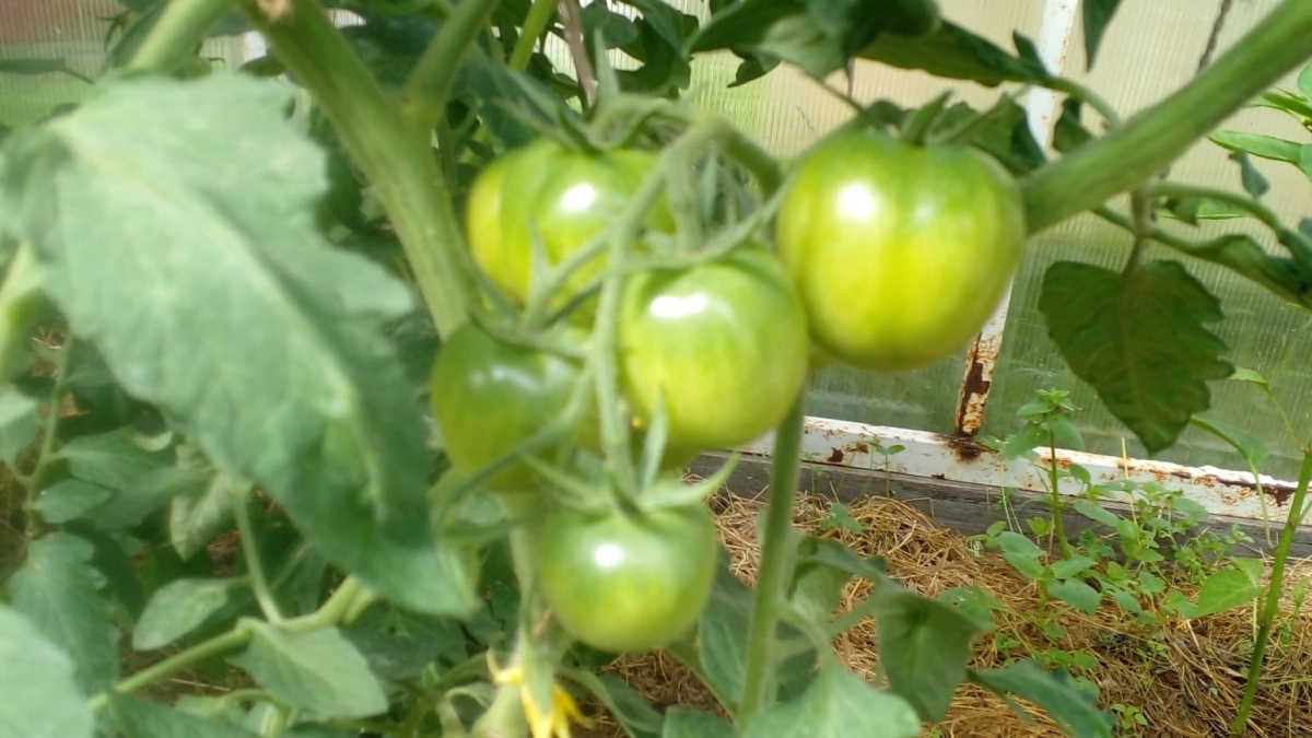 Как сажать томаты в теплицу по схеме 40×50: всего 4 компонента в лунку — и рассада приживается за 7–10 дней