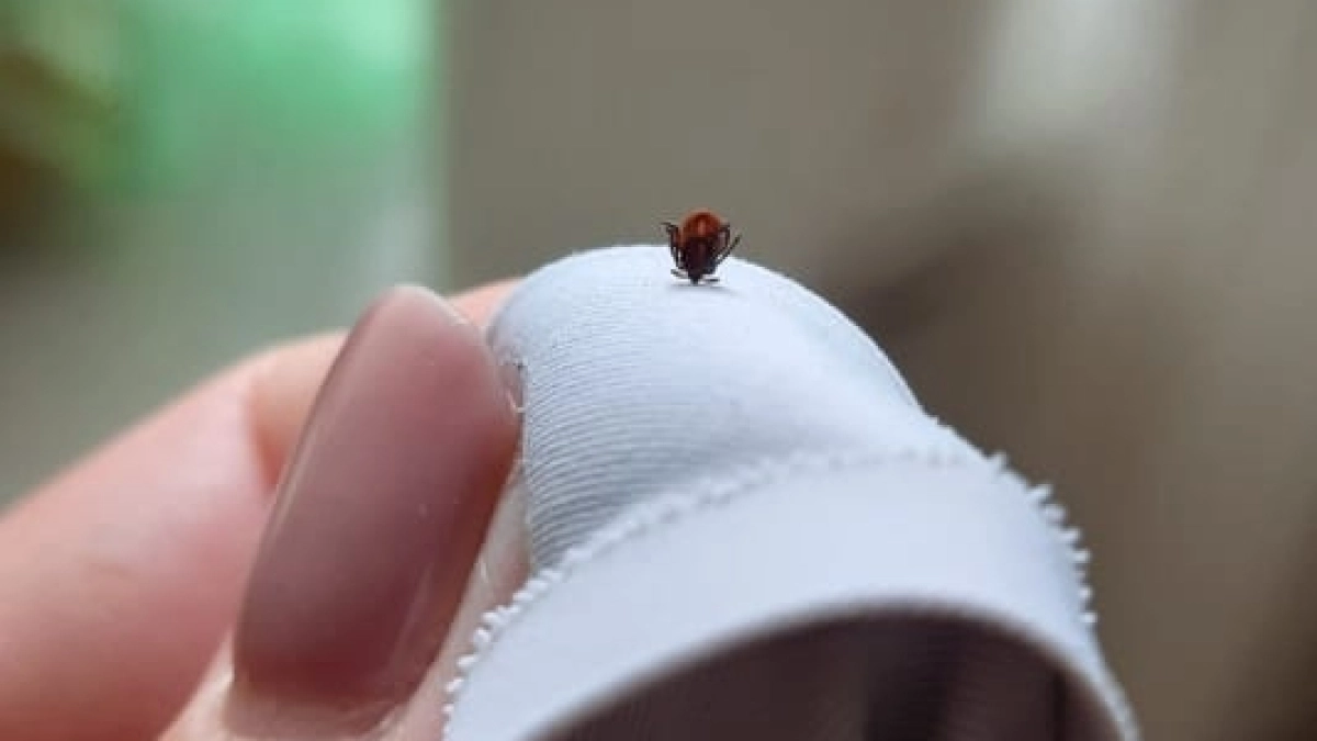 Для клещей это как красная тряпка: эти 6 запахов, из-за которых паразиты разворачиваются еще у забора на вашу дачу