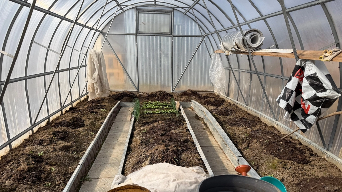 Навоз в теплицу больше не таскаю - накидала сорняков "одеялком": томаты и огурцы рванули в рост, наконец-то забыла про эту вонь