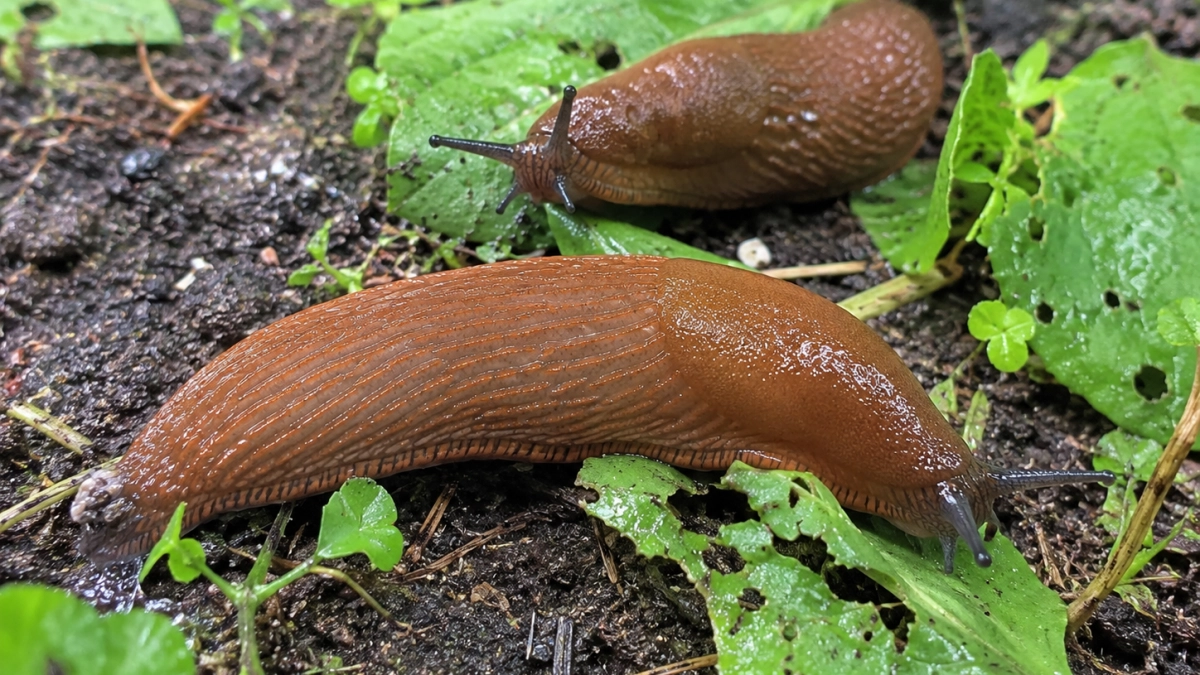 Как раз и навсегда избавиться от слизней : надежные способы 