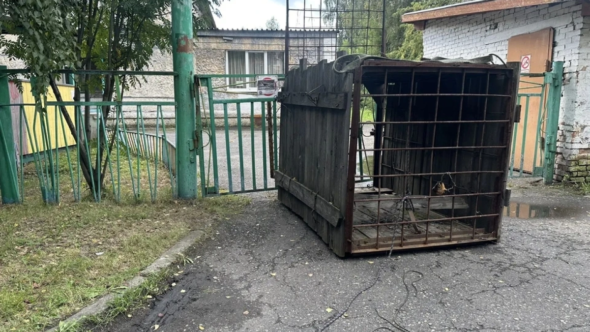 В Кузбассе на территории детского сада поймали медвежонка