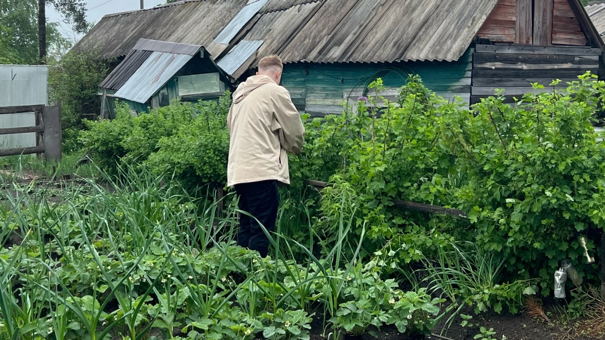 Посеяли сидераты — что дальше? 7 осенних ошибок, из-за которых весной грядки могут разочаровать 