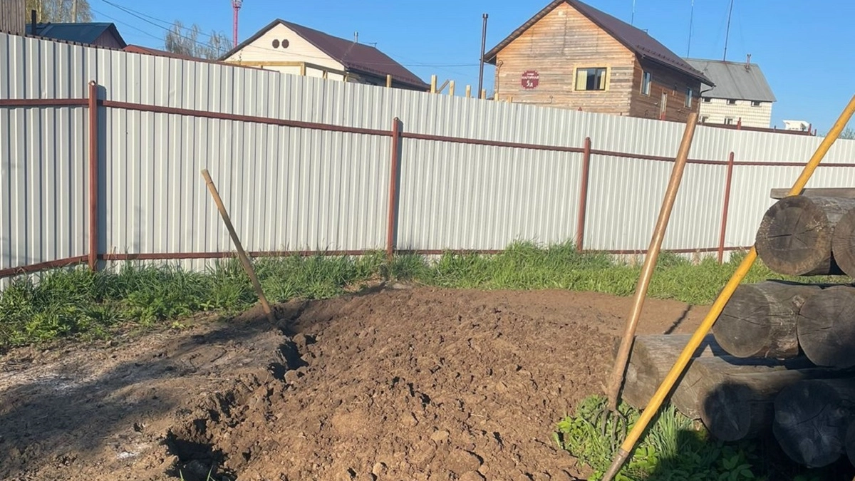 Горчица и фацелия в пролете: в теплицу сею другой сидерат - к весне почва как перина, мощные оздоровление